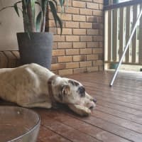 Photo of Rosie