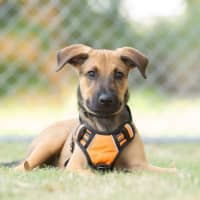 Photo of Sam