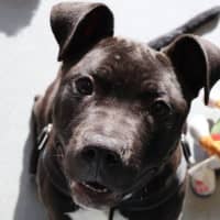 Photo of Stitch