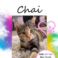 Photo of Chai