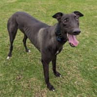 Photo of Earl Grey The Greyhound