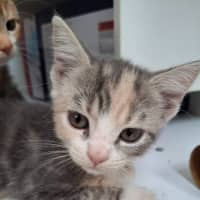 Photo of Paris (9951)