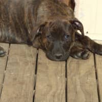 Photo of Charlie/Hank 