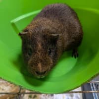Photo of Porkie