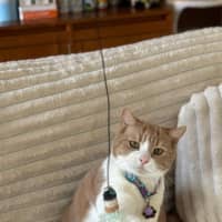 Photo of Sticky Dumpling