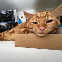 Photo of Thor