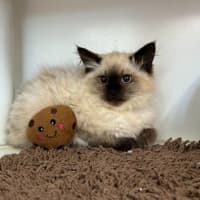 Photo of Mippy