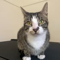 Photo of Blitzen   Located In Bacchus Marsh