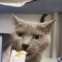 Photo of Gracie