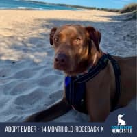 Photo of Ember   14 Month Old Ridgeback X