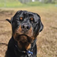 Photo of Bongo