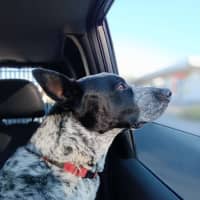Photo of Boof