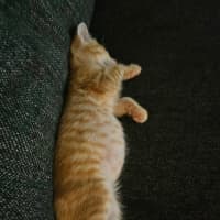 Photo of Ginger Biscuits