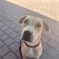 Photo of Luna (Lady)
