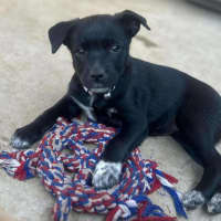 Photo of The Hawaiian Girls!