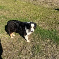 Photo of Gracie 