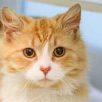 Photo of Pickle