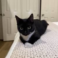 Photo of Miss Mog