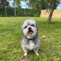 Photo of Diesel