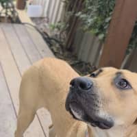 Photo of Honey
