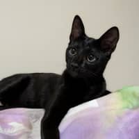 Photo of Veya