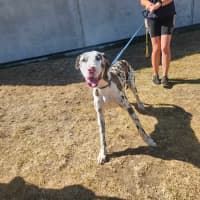 Photo of Milkshake (65636)