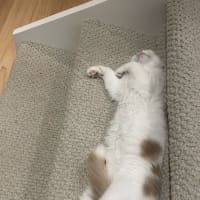 Photo of Mochi