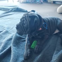 Photo of Cricket