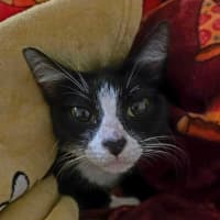 Photo of Mittens