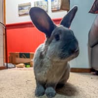 Photo of Pebble And Rocky