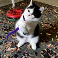 Photo of Ayla * 9 Lives Project Rescue*