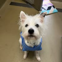 Photo of Lacey