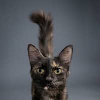 Photo of Delta