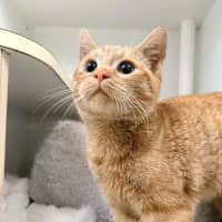 Photo of Goldie