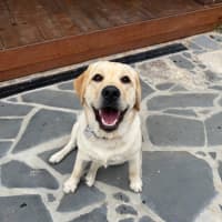 Photo of Shelby