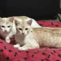 Photo of Lucky And Blue