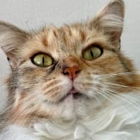 Photo of Violet