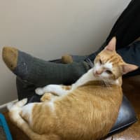 Photo of Ziggy