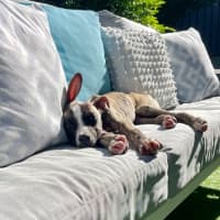 Photo of Adorable Pj