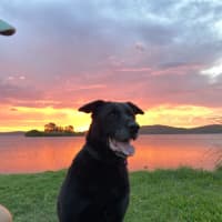 Photo of Bear   11 Year Old Labrador X