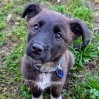 Photo of Kiki   10 Week Old Cattle Dog X Weimaraner (Trial)