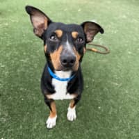 Photo of Bowie Imp 499