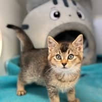 Photo of King Julien