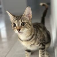 Photo of Layla