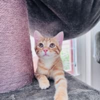 Photo of Dorito