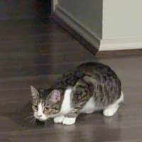 Photo of Kiki (Aka Heiki)