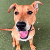 Photo of Roo