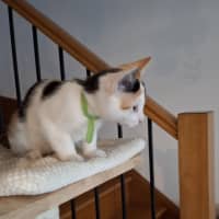 Photo of Blossom 🌸🌺