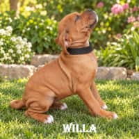 Photo of Willa