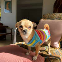 Photo of Geronimo